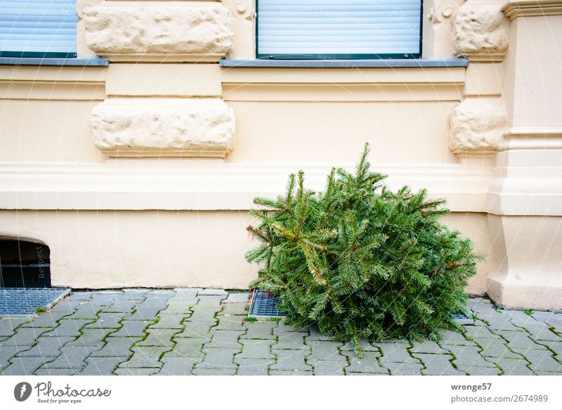 Weihnachten ist durch Baum Nadelbaum Weihnachtsbaum Fassade Fenster alt Stadt grau grün Tanne entsorgt entsorgen Weihnachtsdekoration Straße Bürgersteig Haus