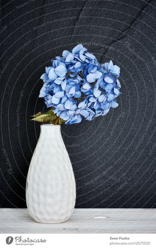 Blaue Hortensie in einer Vase schön Leben Dekoration & Verzierung Hochzeit Natur Pflanze Frühling Blume Blatt Blüte Blumenstrauß Liebe frisch weich blau grün
