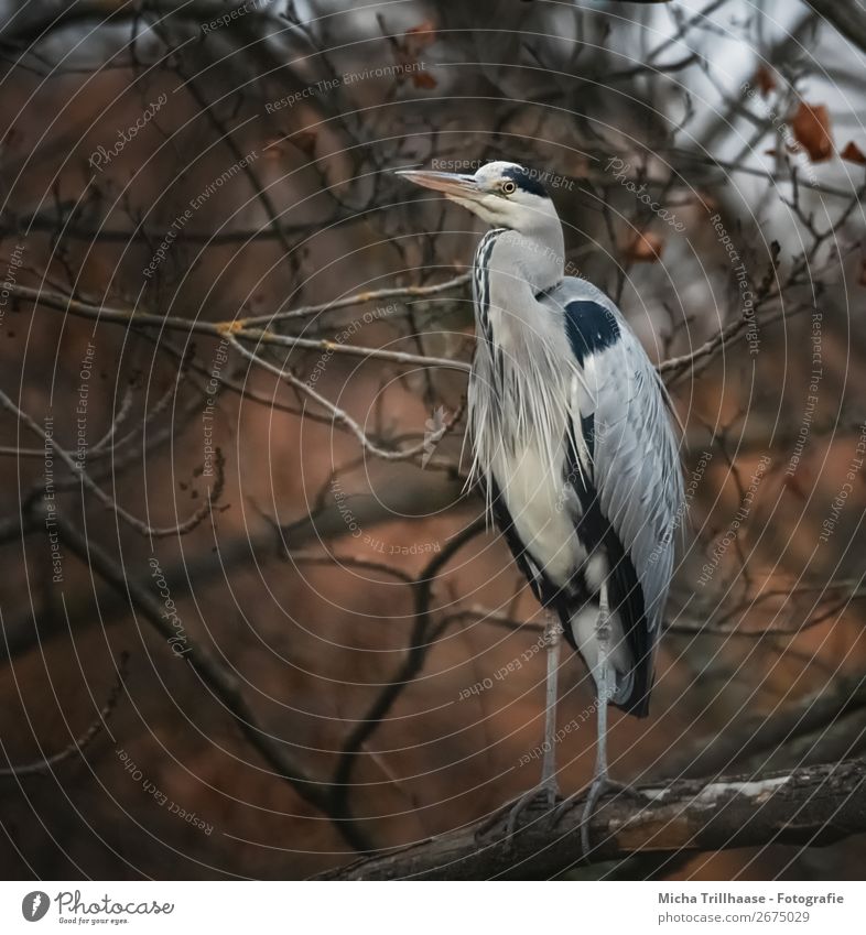 Fischreiher im herbstlichen Baum Natur Tier Herbst Wildtier Vogel Tiergesicht Flügel Krallen Feder Schnabel Auge Graureiher 1 beobachten Blick stehen nah