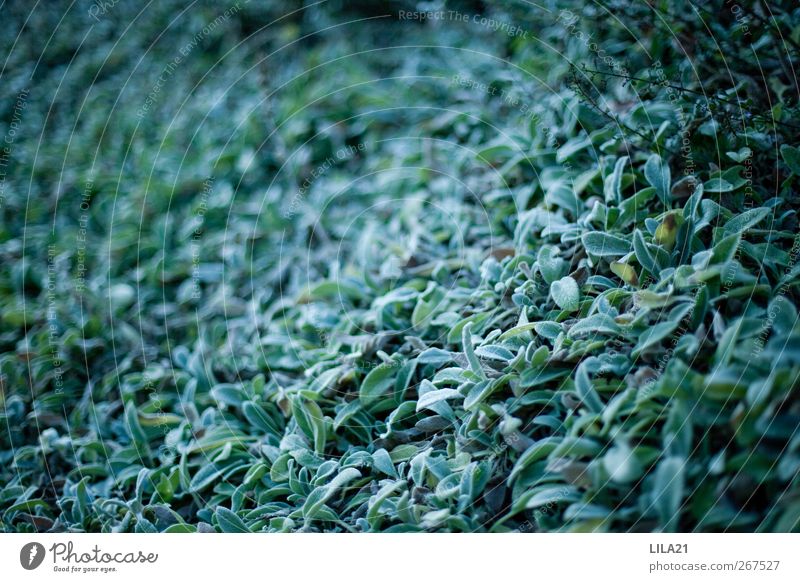 das Blaue Natur Pflanze Sträucher Blatt nass grün Gedeckte Farben Nahaufnahme Strukturen & Formen Menschenleer Textfreiraum links Textfreiraum Mitte Kontrast