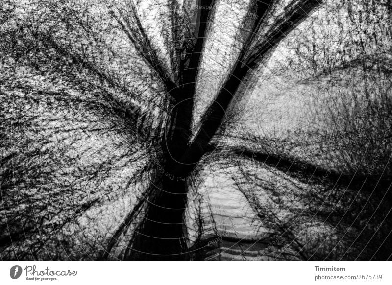 Kahle Eiche, schwarz-weiß Umwelt Natur Pflanze Himmel Herbst Winter Baum Wald ästhetisch außergewöhnlich dunkel grau Gefühle kahl laublos Doppelbelichtung