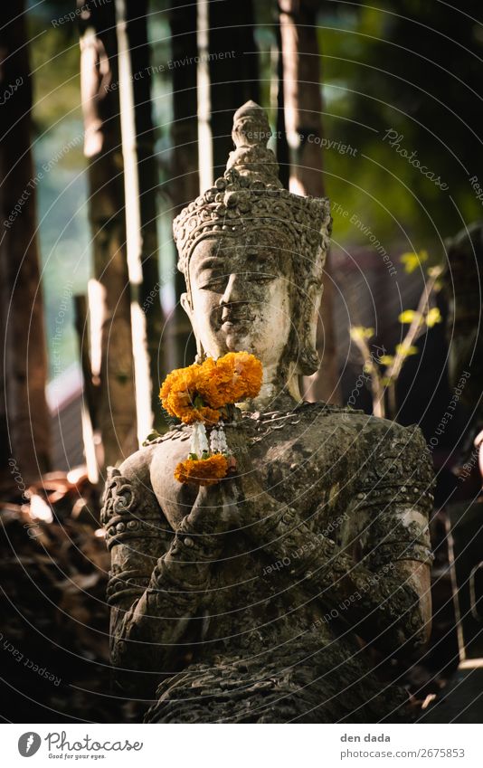 Wat Pha Lat Kloster Kunst Skulptur Natur Blüte Chiangmai Garten Sehenswürdigkeit Stein ästhetisch orange Glück Zufriedenheit Glaube Gelassenheit Tourismus Blume