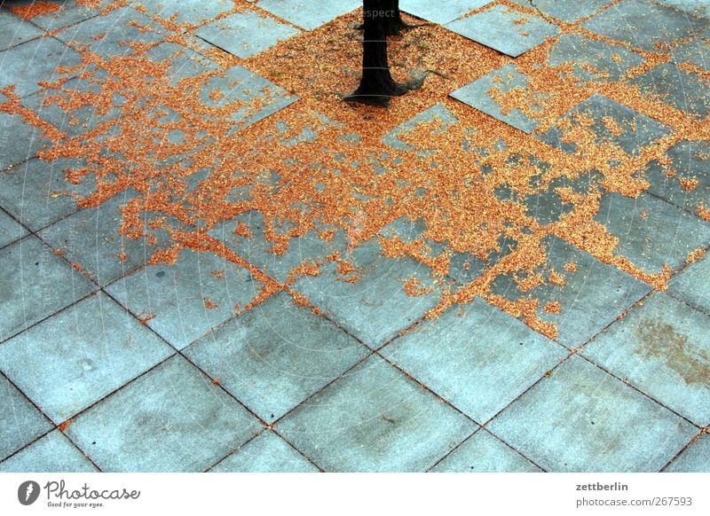 Herbst Umwelt Natur Klima Wetter Schönes Wetter Pflanze Baum Blatt Garten Park Stadt Platz Architektur Mauer Wand Beton gut schön Herbstlaub herbstlich