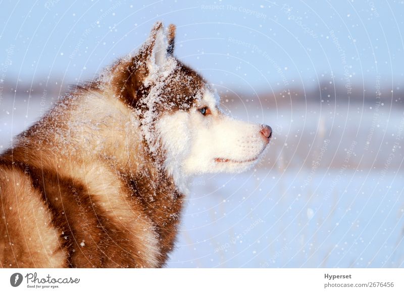 Husky reinrassiger Hund in den weiten Schneefällen Winter Tier Schneefall Mantel Pelzmantel Haustier blau grau weiß geschlossen Reinrassig keine Leine Seite