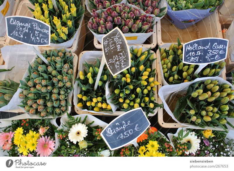 Warten auf Vasenbesitzer mit Kleingeld kaufen Freude Handwerker Gartenarbeit Arbeitsplatz Markt Wirtschaft Einzelhandel Natur Pflanze Frühling Schönes Wetter