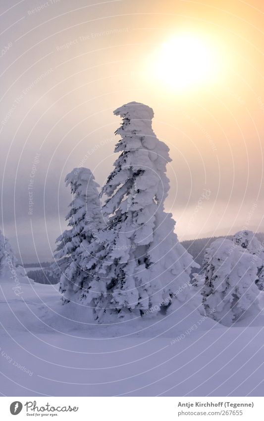 Winterwonderland... Umwelt Natur Landschaft Sonne Sonnenaufgang Sonnenuntergang Sonnenlicht Schönes Wetter Eis Frost Schnee Schneefall Baum Berge u. Gebirge