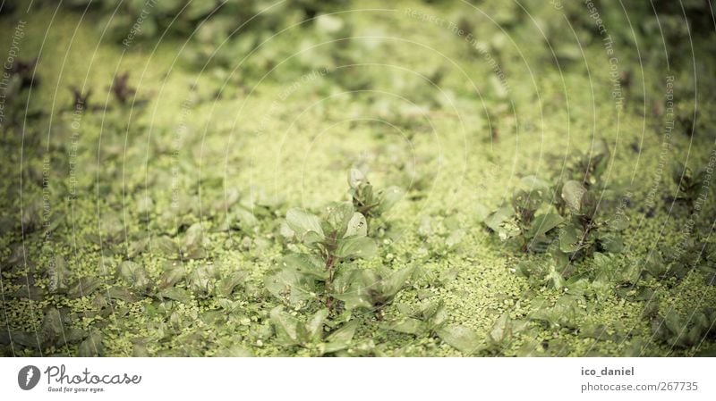 so grün... Umwelt Natur Landschaft Pflanze Tier Frühling Klima Moos Blatt Grünpflanze Urwald Moor Sumpf Teich Bach Fluss authentisch fantastisch Originalität