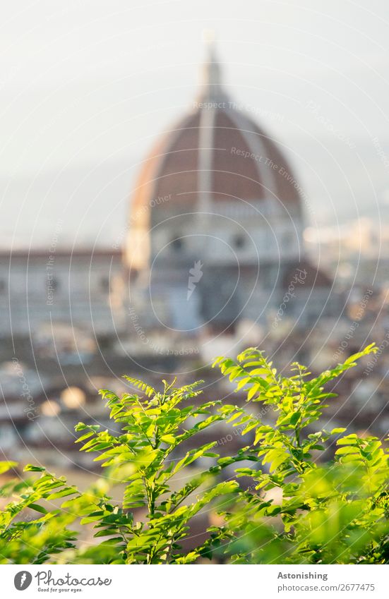 im Fokus Umwelt Himmel Sonnenlicht Sommer Wetter Schönes Wetter Pflanze Baum Blatt Florenz Italien Toskana Stadt Stadtzentrum Kirche Turm Bauwerk Gebäude Mauer