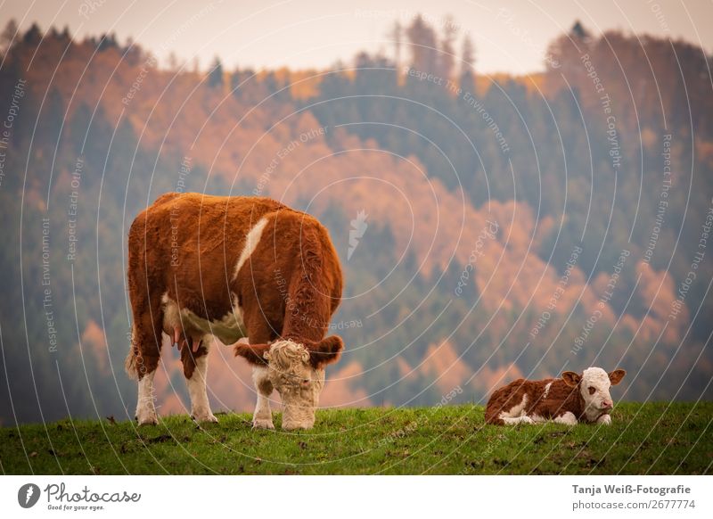Kuh mit Kalb im Herbst Natur Tier Nutztier 2 Tierpaar Zufriedenheit Tierliebe Gedeckte Farben Außenaufnahme Textfreiraum oben Dämmerung Zentralperspektive