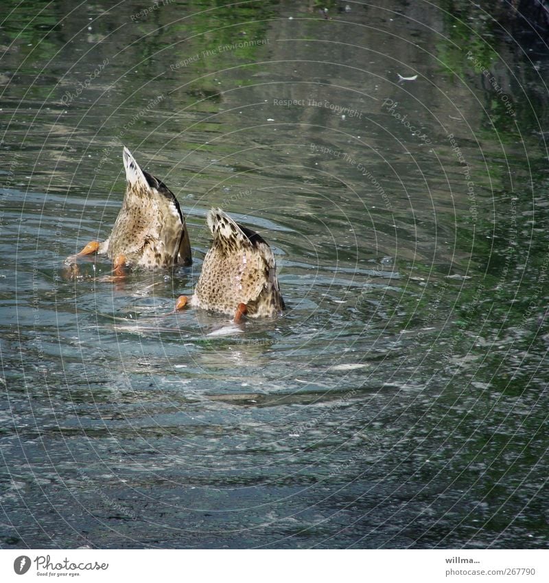 Schwänzchen in die Höh Wasser Teich Schwanz Ente 2 Tier tauchen Angst entdecken Neugier Teamwork Synchronschwimmen synchron kopflos Nahrungssuche Kopfstand nass