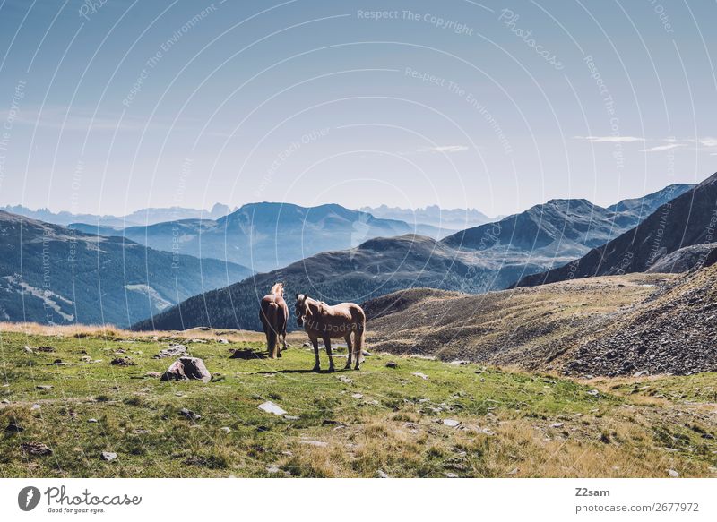 Pferde in den südtiroler Alpen wandern Klettern Bergsteigen Natur Landschaft Sommer Schönes Wetter Berge u. Gebirge 2 Tier stehen ästhetisch elegant nachhaltig