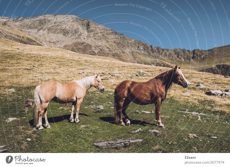 Pferde auf dem Südtiroler Hirzer | E5 Alpenüberquerung wandern Klettern Bergsteigen Natur Landschaft Sommer Schönes Wetter Wiese Berge u. Gebirge Gipfel 2 Tier