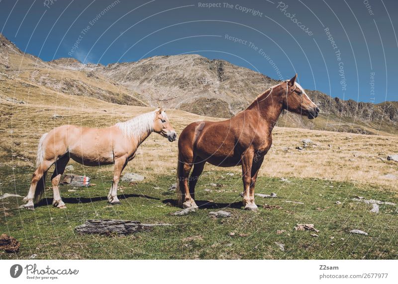 Pferde in den südtiroler Alpen wandern Klettern Bergsteigen Natur Landschaft Sommer Schönes Wetter Wiese Berge u. Gebirge Tier 2 stehen Glück nachhaltig