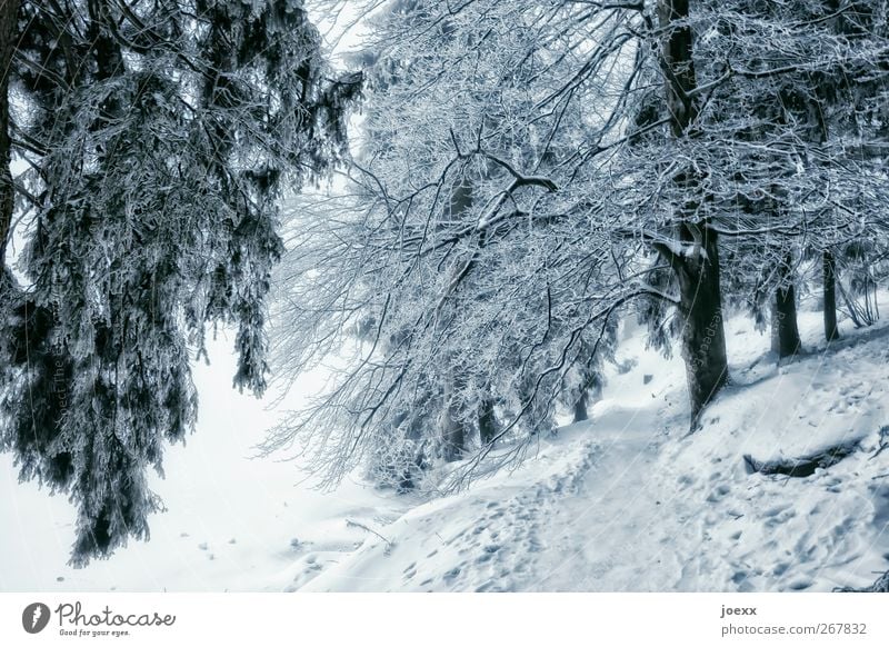 Tschüss! Natur Winter Eis Frost Schnee Wald Wege & Pfade kalt blau grau schwarz weiß ruhig Mummelsee Farbfoto Außenaufnahme Menschenleer Tag