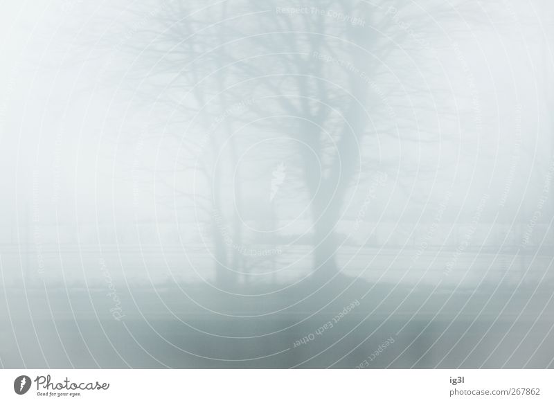 Horizont Landschaft Feld hell weiß Stimmung ruhig authentisch Winter Farbfoto Außenaufnahme Menschenleer Nebelschleier Nebelstimmung Unschärfe Textfreiraum
