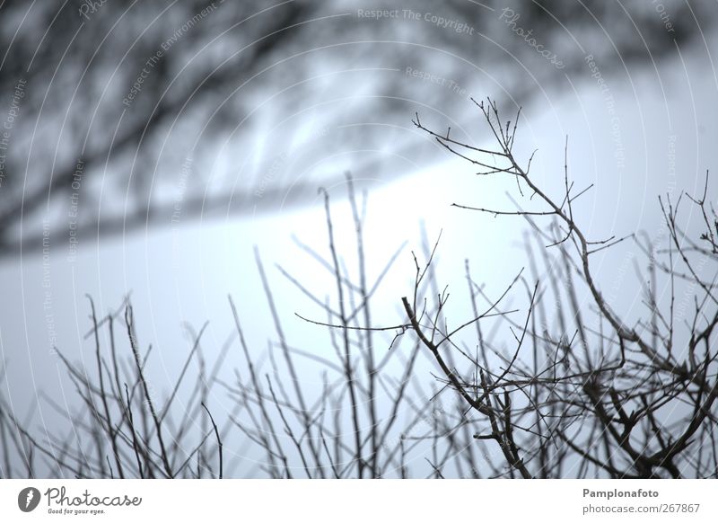 Galhoos Winter Umwelt Natur Pflanze Herbst Sträucher Farbfoto Außenaufnahme Detailaufnahme abstrakt Menschenleer Tag Silhouette Zweig Geäst Gegenlicht