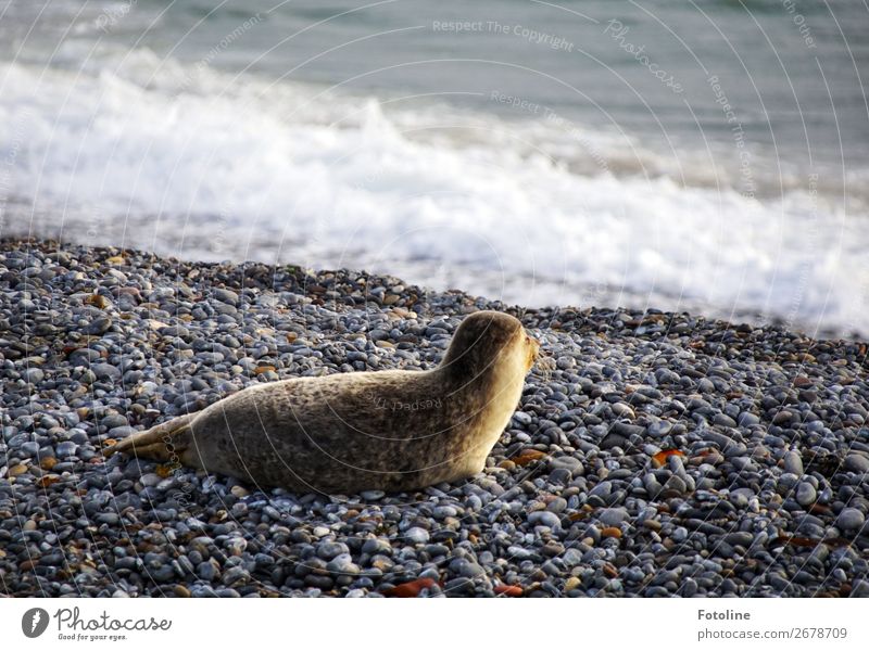 Ich seh ihn... Umwelt Natur Tier Urelemente Erde Wasser Winter Wetter Schönes Wetter Wellen Küste Strand Nordsee Meer Insel Wildtier Fell 1 frei nah nass