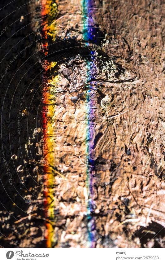 Aber es war lustig | !Trash! 2018 harmonisch Baumrinde Baumstamm Lichtbrechung außergewöhnlich gruselig trashig seltsam sinnlos regenbogenfarben gestreift