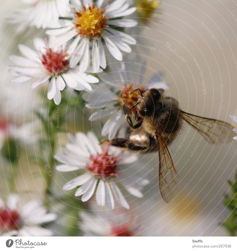 Blütenmahlzeit Biene Astern Honigbiene Herbstblumen Insekt Fressen nah fleißig bestäuben weiße Blumen nützlich Herbstbeginn Nahrungssuche herbstlich