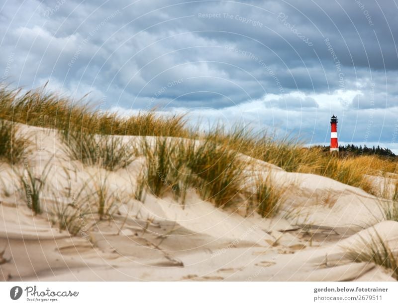 Sommerträume Ferien & Urlaub & Reisen Abenteuer Ferne Sommerurlaub Natur Pflanze Himmel Wolken Wind Baum Gras Strand Nordsee Menschenleer Leuchtturm Sand