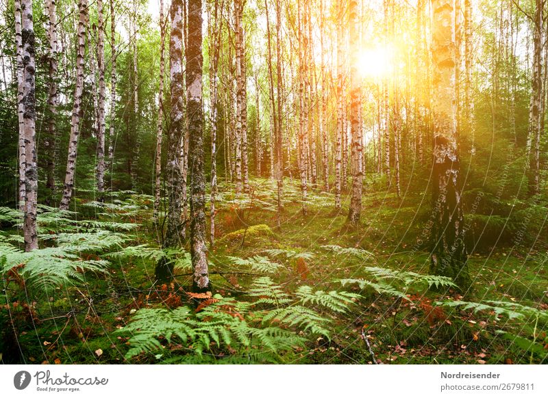Birkenwald im Frühling Ausflug Sommer wandern Natur Landschaft Pflanze Schönes Wetter Baum Gras Sträucher Moos Park Wald natürlich Idylle Stimmung Farn