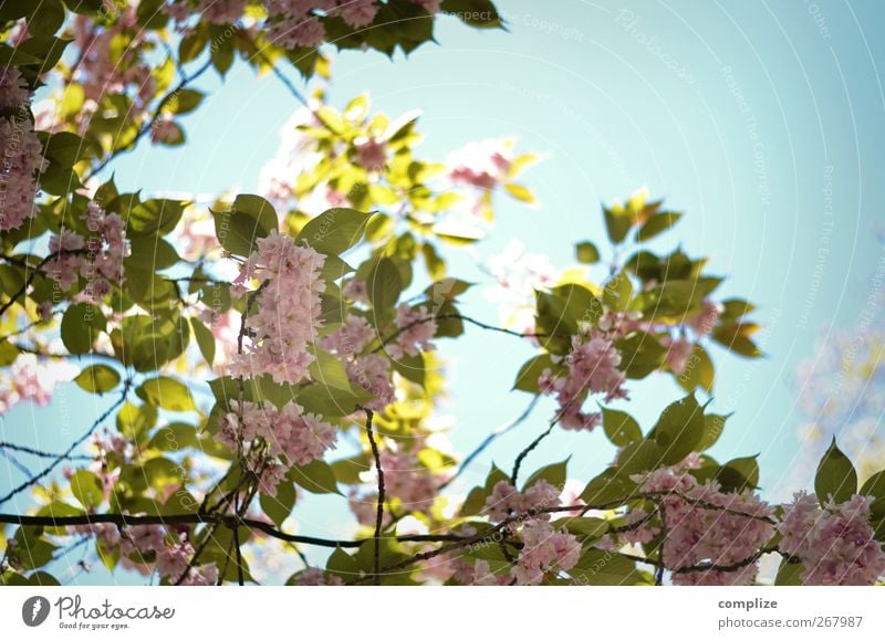 Baum mit Blüten Wellness Spa Pflanze Blume Blatt Grünpflanze blau grün rosa Idylle Frühling Blütenblatt Ast Zweige u. Äste Kirschblüten Obstbaum exotisch Asien