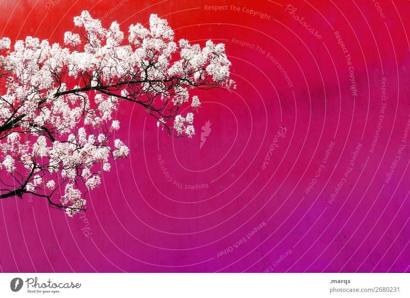 In Bloom Stil Natur Frühling Baum Kirschblüten Kunst Kirschbaum Ast Mauer Wand Blühend violett rosa weiß Gefühle Frühlingsgefühle Liebe Stadt Farbfoto