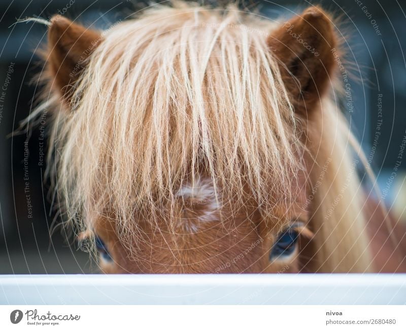 Isländer Reitsport Landwirtschaft Forstwirtschaft Tier Nutztier Wildtier Pferd Tiergesicht Fell Mähne 1 entdecken Kommunizieren Blick stehen frech frei