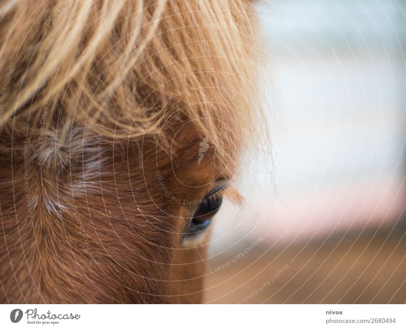 Isländer Pferd im Close-up Insel Winter Reitsport Umwelt Natur Tier Nutztier 1 Fell Mähne Auge fuchs beobachten entdecken stehen blond Freundlichkeit