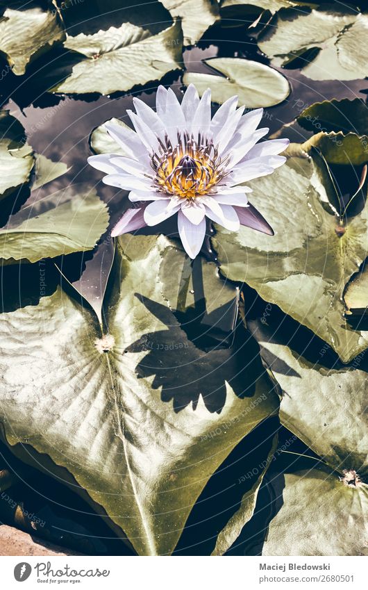 Farbig getöntes Bild einer Seerosenblüte. Sommer Garten Natur Pflanze Blume Blatt Blüte Teich natürlich retro einzigartig Nostalgie ruhig Sinnesorgane Stimmung