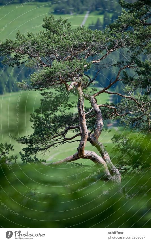 Zirbe Natur Pflanze Baum Sträucher Grünpflanze Nutzpflanze Wiese Wald Alpen grün Kiefer Nadelbaum alt eigenwillig dunkelgrün Forstwirtschaft Holz Außenaufnahme