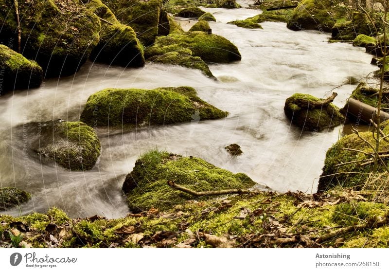 Flussabwärts Umwelt Natur Landschaft Pflanze Wasser Frühling Wärme Sträucher Moos Blatt Wald Felsen Flussufer Stein grau grün weiß Unschärfe Bewegungsunschärfe