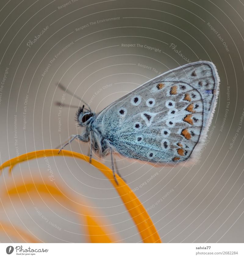 Bläuling mit schöner Flügelzeichnung sitzt mit geschlossenen Flügeln auf einem gelben Blütenblatt Natur Schmetterling Falter Lepidoptera grau Makro Tier Insekt