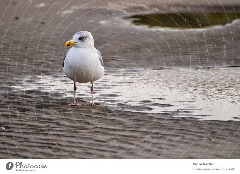 Möwenrast Umwelt Natur Landschaft Tier Erde Sand Wasser Vogel 1 Gefühle Stimmung Fröhlichkeit Zufriedenheit Tapferkeit selbstbewußt Kraft Willensstärke