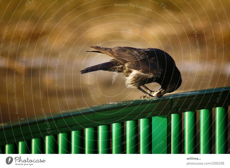 Krähe auf grünem Zaun beim Fressen Vogel Rabenvögel Aaskrähe füttern listig Neugier Konzentration klug Geschicklichkeit Futter Schnabel Menschenleer