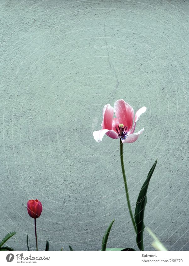 Wenn ich groß bin... Umwelt Natur Pflanze Frühling Blume Tulpe Blüte Garten Mauer Wand Fassade Blühend verblüht Wachstum natürlich Stadt grau rosa rot Leben