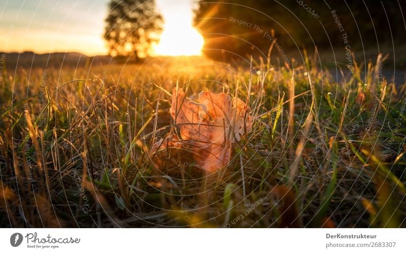 Im Gegenlicht der Abendsonne Umwelt Natur Landschaft Pflanze Tier Sonne Sonnenaufgang Sonnenuntergang Herbst Klima Wetter Schönes Wetter Wärme Gras Blatt Wiese