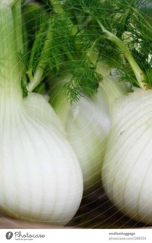 Marktleben I - Willkommen im Fenchelwald! Lebensmittel Gemüse Salat Salatbeilage Ernährung Bioprodukte Vegetarische Ernährung Slowfood Korb Nutzpflanze Erholung