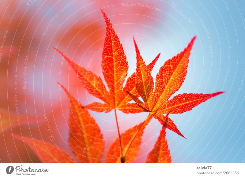 kräftig orange Umwelt Natur Pflanze Luft Himmel Sommer Herbst Baum Sträucher Blatt Ahorn Herbstfärbung herbstlich Japanischer Ahorn Garten Park leuchten Wärme