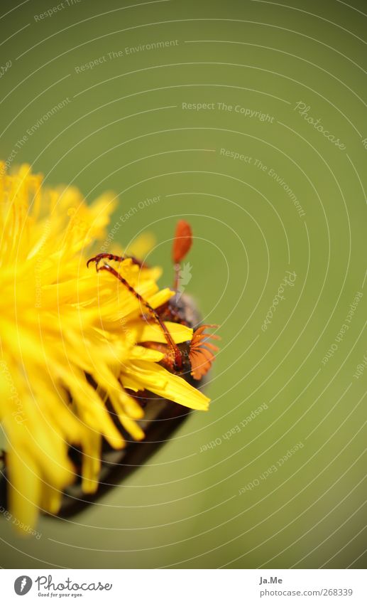 Umarme mich! Blüte Löwenzahn Tier Wildtier Käfer Maikäfer 1 gelb grün Farbfoto Außenaufnahme Makroaufnahme Tag