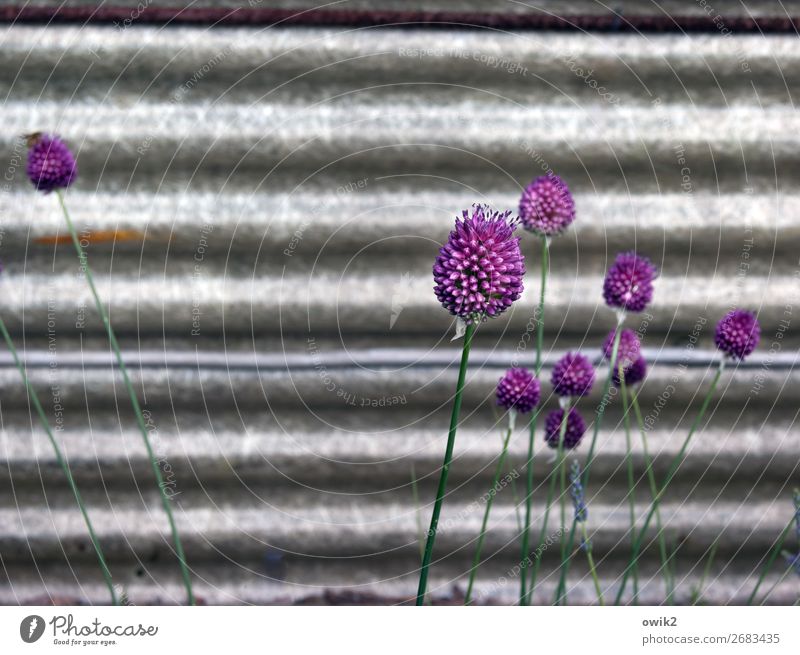 Zierlauch Pflanze Frühling Blüte Stengel Garten Bewegung Blühend Wachstum dünn Zusammensein unten grau grün violett Karton Wand filigran Farbfoto Außenaufnahme