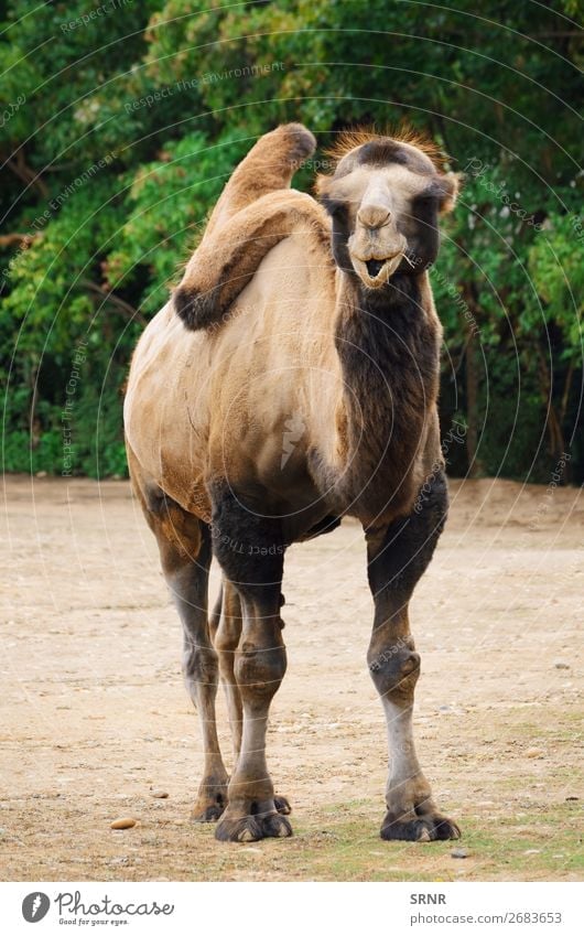 Kamel Zoo Natur Tier wild Tiere Trampeltier Lasttier Camel Haustier Fauna mit Hufen Buckel Säugetier zweihöckrig Huftier Tierwelt Außenaufnahme