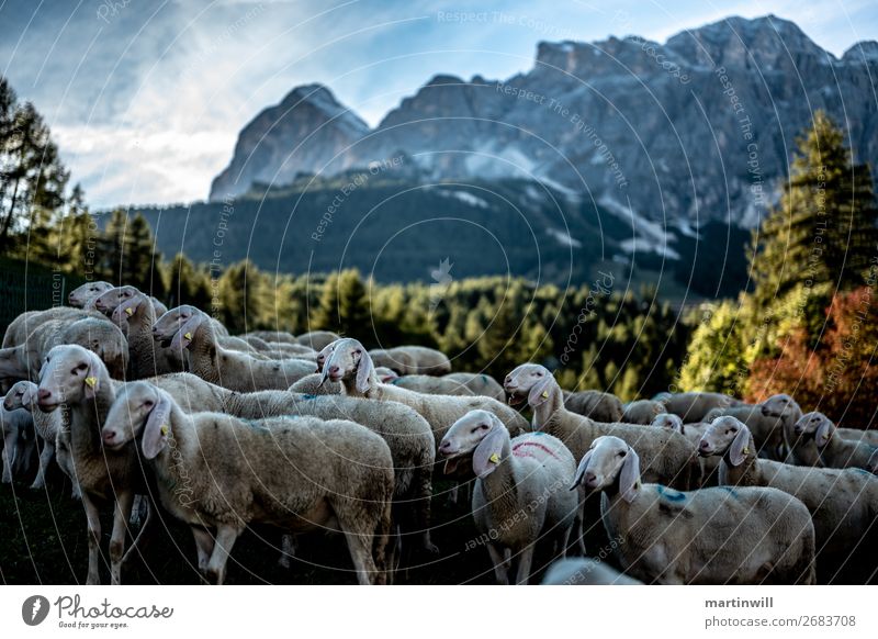 Schafherde im Abendlicht vor Gebirgszug Berge u. Gebirge wandern Natur Landschaft Herbst Schönes Wetter Felsen Alpen Gipfel Nutztier Tiergruppe Herde kuschlig