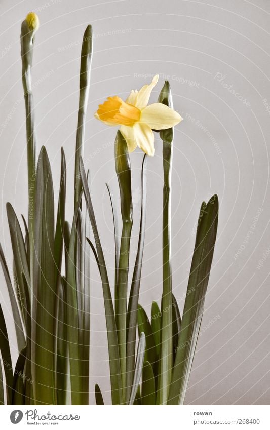 narzisse Pflanze Blume Blüte gelb Frühling Narzissen grün Dekoration & Verzierung Wachstum schön Blühend zart Farbfoto Menschenleer Hintergrund neutral Tag