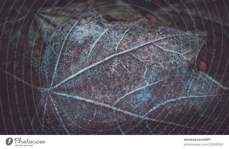 Gefrorenes Blatt Nahaufnahme im Winter matt - Bildtechnik gefroren Wachstum Dezember zerbrechlich Hintergrundbild Baum Makroaufnahme Herbst Eiskristall frisch