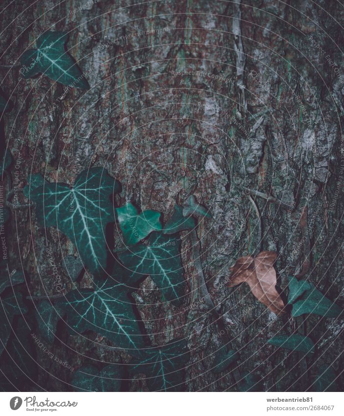 Matte Blätter vor einem Hintergrund aus Holzbaumstamm matt - Bildtechnik Nahaufnahme gefroren Winter Blatt Wachstum Dezember zerbrechlich Hintergrundbild Baum