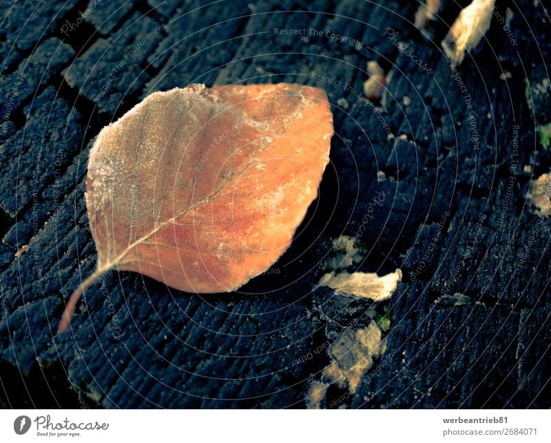 Orangenblatt auf einem Baumstamm Hintergrund matt - Bildtechnik Nahaufnahme gefroren Winter Blatt Wachstum Dezember zerbrechlich Hintergründe Makroaufnahme