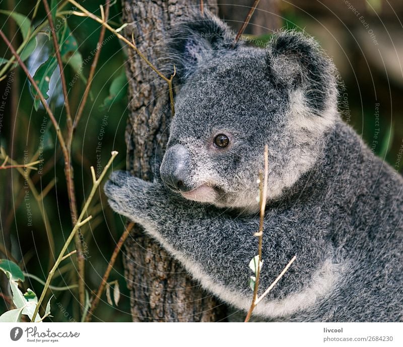 schöner Koala, Brisbane Ferien & Urlaub & Reisen Ausflug Abenteuer Familie & Verwandtschaft Menschengruppe Natur Tier Baum Blatt Wald Wildtier 1 schlafen