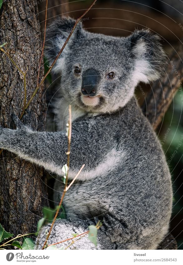 schöner Koala, Brisbane-australien Ferien & Urlaub & Reisen Ausflug Abenteuer Familie & Verwandtschaft Menschengruppe Natur Tier Baum Blatt Wald Wildtier 1