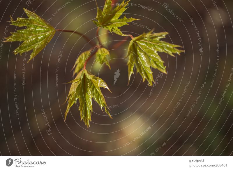 start up Umwelt Natur Pflanze Frühling Schönes Wetter Baum Blatt Grünpflanze entdecken Wachstum frisch saftig braun grün Lebensfreude Frühlingsgefühle Beginn